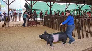 Master Showmanship Pigs  Benton County Fair 2023 [upl. by Nylidnam]