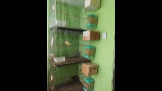 gouldian​ Finchlovebird​finch​ breeding informationfinch​ hand feeding processfinch​ baby care [upl. by Soraya]