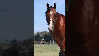 2024 Nutrien Classic Sale  Lot 276 quotOne Hellofa Stormquot cowhorse nutrienclassic horse [upl. by Akemor]