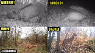 Filmări cu ANIMALE SĂLBATICE în MEDIUL LOR NATURAL  Mistreți Vulpi Sacali Caprioare Bursuci [upl. by Healy]