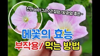 메꽃효능 부작용 메꽃먹는법 남성의 건강과 관절염신경통에 좋은Calystegia sepium [upl. by Lidia]