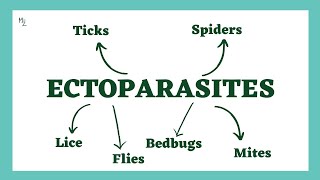 Ectoparasites  Lice Flies Bedbugs Mites Ticks Spiders  Demodex Trombicula Dermatophagoides [upl. by Lanos]