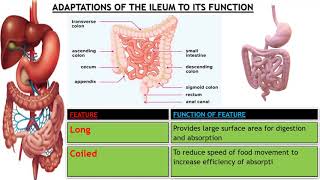 Adaptations of ileum to its functions [upl. by Africa253]