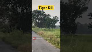 Tiger Attack amp Kill 😱 Jim Corbett National Park wildlife jimcorbett tiger [upl. by Yro275]