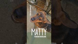 Süßer MATTY folgt auf Schritt und Tritt 🥰🐕  Stray Dogs Bosnien eV  rescuedog [upl. by Yrahcaz163]