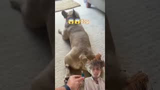 😱dog funny reaction part 3 😂shortvideo youtubeshorts ytshorts shortsfeedcomedy reaction [upl. by Iknarf]