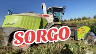 TRINCIATURA SORGO CLAAS JAGUAR 980 FEND 936 [upl. by Leodora912]