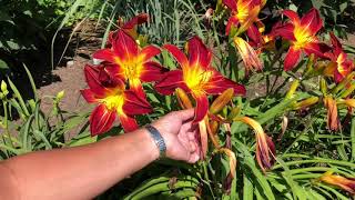 How To Care For Daylilies [upl. by Fabio]