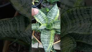 sansevieria marga sansevieria plants berkebun berkebundilahansempit [upl. by Nashbar]