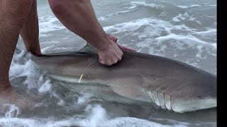 How To Tag A Blacktip Shark [upl. by Trauts]