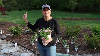 Planting Flowers How to Get the Most Out of Your Garden  Gardening with Creekside [upl. by Portwin]