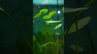 A planted aquarium with cabomba and coin plant [upl. by Lajes]