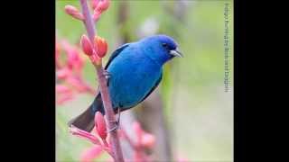 Indigo Bunting Song [upl. by Halullat349]