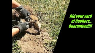 Guaranteed easy way to get rid of gophers from damaging your yardGopher trapping techniques [upl. by Mcmullan840]