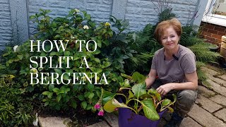 Splitting a Bergenia  how to get more plants for free [upl. by Mlohsihc]