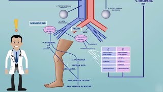 TEMA 2 FARMACOCINÉTICA VCI  SISTEMA PORTA  EFECTO DE PRIMER PASO HEPÁTICO Farmacología [upl. by Sherwin8]