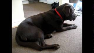 My Farting Dog Sept 2011 [upl. by Hamal410]