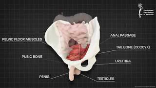 Male pelvic floor muscle  3D animation [upl. by Lavery]