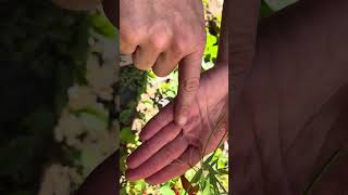 How to harvest Northern Willowherb Epilobium ciliatum seeds [upl. by Novia108]