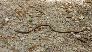 Een bliksemontmoeting met een hazelworm langs wandelweg Vrieselhof 6 mei 2022 [upl. by Yeldahc]