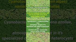 Biofertilizer  AzollaAnabaena  Azolla Farming  shorts [upl. by Anemix651]