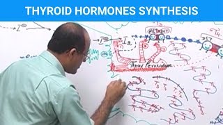 Thyroid Hormones Synthesis  Thyroid Gland 👨‍⚕️ [upl. by Phil]