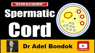 Spermatic Cord Dr Adel Bondok Making Anatomy Easy [upl. by Annaeg710]