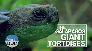 The Galapagos Giant Tortoises  Wild Animals  Planet Doc Full Documentaries [upl. by Terina985]