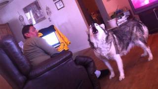 Shunka our Alaskan Malamute howling at her dadlol [upl. by Uchida]