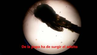 Metamorfosis del mosquito quironómido grabado con móvil [upl. by Sehguh]