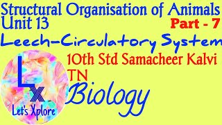 10th std Biologyunit 13 Structural organisation of animalsLeech circulatory systemSamacheer Kalvi [upl. by Con]