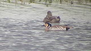 Baikal Teal Ouse Washes Cambridgeshire 29th April 2019 [upl. by Iveksarap535]