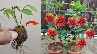 Crazy Skills Grafting rambutan tree with rambutan fruit in pots [upl. by Misha74]