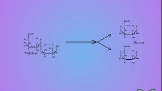 09 Trehalose vs glucose [upl. by Freeland]