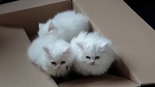 Furball Frenzy 4 Kittens Duke It Out in a Box [upl. by Riggins]