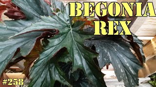 BEGONIA REX Y SUS CUIDADOS [upl. by Holmann706]