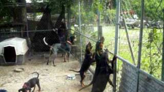 Training 4 Month Old Black amp Tan Coon Hound Puppies [upl. by Conlan493]