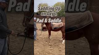 🌟SUBSCRIBE MankinsPerformanceHorses coltstarting riding horses fyp saddle horsevideo pad [upl. by Hartzell389]