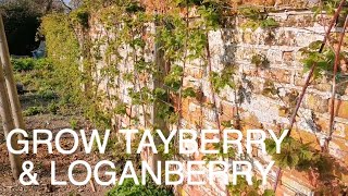 Grow Tayberry amp Loganberry [upl. by Renaxela]