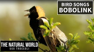 Bobolink Song 🤖🎵😂 [upl. by Isacco935]