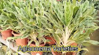 Aglaonema Varieties [upl. by Tymes]