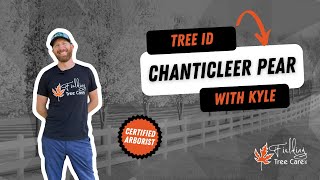 How to Identify a Chanticleer Pear Tree  Fielding Tree Care Expert Guide [upl. by Ayanej]