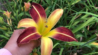 Around 100 Daylily flower varieties you can choose for your garden [upl. by Culver753]