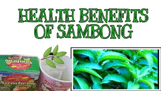 HEALTH BENEFITS OF SAMBONG  HEALTH BENEFITS OF SAMBONG TEA  HERBAL TEA  SAMBONG LEAVES WELLNESS [upl. by Aneetsirk]