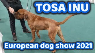 Tosa Inu European dog show 2021  2nd day  Budapest Hungary [upl. by Airt]