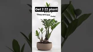 Plant Hack 🪴 [upl. by Fiertz]