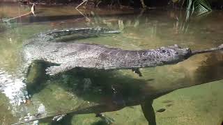 Indian Gharial  Singapore Zoo [upl. by Christiansen]