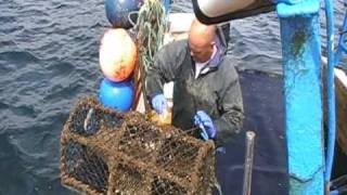 Creel fishing for lobster off Fife Scotland [upl. by Therron]