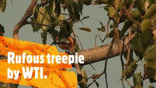 Rufous treepie Bird of India  Tigers Dentist [upl. by Palestine]