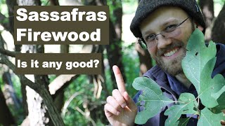 Sassafras Identification and Firewood Quality [upl. by Ramed]